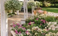 Let's Dance 'Big Band' Dwarf Hydrangea - 3 Gallon Pot -Cheap US Topiary Plant Store hydrangea macrophylla lets dance big band 4