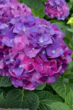 Let's Dance 'Big Band' Dwarf Hydrangea - 3 Gallon Pot -Cheap US Topiary Plant Store hydrangea macrophylla lets dance big band 5