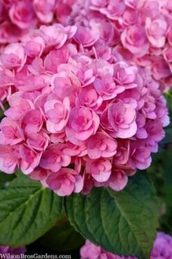 Love Hydrangea - 3 Gallon Pot 9 Love Hydrangea - 3 Gallon Pot -Cheap US Topiary Plant Store hydrangea macrophylla love 1