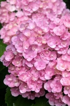 Love Hydrangea - 3 Gallon Pot 8 Love Hydrangea - 3 Gallon Pot -Cheap US Topiary Plant Store hydrangea macrophylla love 5