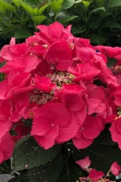 Cherry Explosion Hydrangea - 1 Gallon Pot -Cheap US Topiary Plant Store hydrangea macrophylla mckay cherry explosion 100