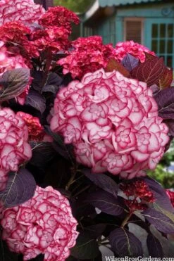 Miss Saori Hydrangea - 1 Gallon Pot -Cheap US Topiary Plant Store hydrangea macrophylla miss saori 15