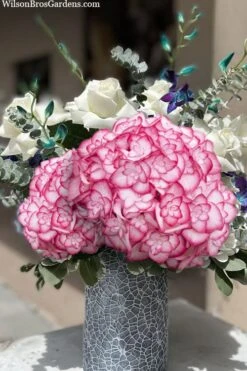 Miss Saori Hydrangea - 1 Gallon Pot -Cheap US Topiary Plant Store hydrangea macrophylla miss saori 20