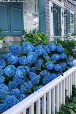 Nantucket Blue Hydrangea - 3 Gallon Pot -Cheap US Topiary Plant Store hydrangea macrophylla nantucket 2
