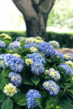 Nantucket Blue Hydrangea - 3 Gallon Pot -Cheap US Topiary Plant Store hydrangea macrophylla nantucket 3