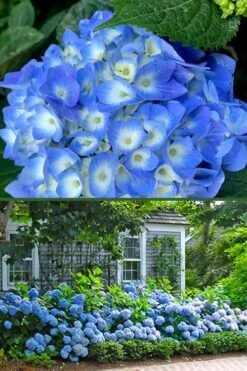 Nantucket Blue Hydrangea - 3 Gallon Pot -Cheap US Topiary Plant Store hydrangea macrophylla nantucket 4