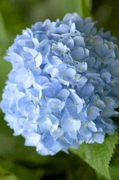 Penny Mac Hydrangea - 1 Gallon Pot -Cheap US Topiary Plant Store hydrangea macrophylla penny mac 21