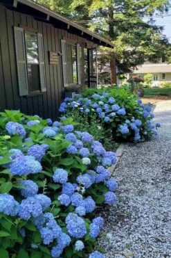 Penny Mac Hydrangea - 1 Gallon Pot -Cheap US Topiary Plant Store hydrangea macrophylla penny mac 23
