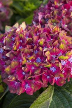 Pistachio Hydrangea - 5 Gallon Pot -Cheap US Topiary Plant Store hydrangea macrophylla pistachio 2 1