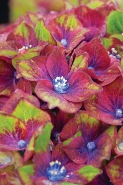 Pistachio Hydrangea - 3 Gallon Pot -Cheap US Topiary Plant Store hydrangea macrophylla pistachio 6