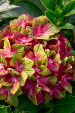 Pistachio Hydrangea - 3 Gallon Pot -Cheap US Topiary Plant Store hydrangea macrophylla pistachio 7
