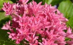 Princess Diana Hydrangea - 3 Gallon Pot -Cheap US Topiary Plant Store hydrangea macrophylla princess diana 1