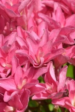 Princess Diana Hydrangea - 3 Gallon Pot -Cheap US Topiary Plant Store hydrangea macrophylla princess diana 2