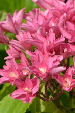 Princess Diana Hydrangea - 3 Gallon Pot -Cheap US Topiary Plant Store hydrangea macrophylla princess diana 3