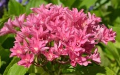 Princess Diana Hydrangea - 3 Gallon Pot -Cheap US Topiary Plant Store hydrangea macrophylla princess diana 5