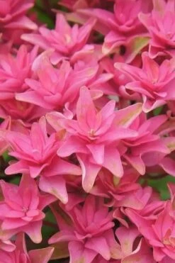 Princess Diana Hydrangea - 3 Gallon Pot -Cheap US Topiary Plant Store hydrangea macrophylla princess diana 6