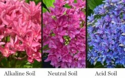 Princess Diana Hydrangea - 3 Gallon Pot -Cheap US Topiary Plant Store hydrangea macrophylla princess diana 8