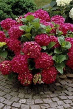 Red Sensation Hydrangea - 3 Gallon Pot -Cheap US Topiary Plant Store hydrangea macrophylla red sensation 2