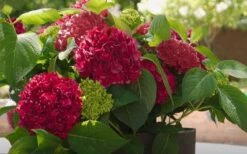 Red Sensation Hydrangea - 3 Gallon Pot -Cheap US Topiary Plant Store hydrangea macrophylla red sensation 6