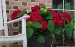 Red Sensation Hydrangea - 3 Gallon Pot -Cheap US Topiary Plant Store hydrangea macrophylla red sensation 7