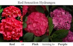 Red Sensation Hydrangea - 3 Gallon Pot -Cheap US Topiary Plant Store hydrangea macrophylla red sensation 8