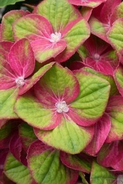 Tilt-A-Swirl Hydrangea - 3 Gallon Pot -Cheap US Topiary Plant Store hydrangea macrophylla tilt a swirl 4