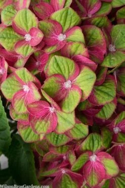 Tilt-A-Swirl Hydrangea - 3 Gallon Pot - SALE -Cheap US Topiary Plant Store hydrangea macrophylla tilt a swirl 5 1
