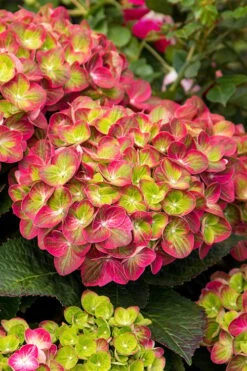 Tilt-A-Swirl Hydrangea - 3 Gallon Pot -Cheap US Topiary Plant Store hydrangea macrophylla tilt a swirl 7