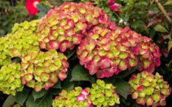 Tilt-A-Swirl Hydrangea - 3 Gallon Pot - SALE -Cheap US Topiary Plant Store hydrangea macrophylla tilt a swirl 8 1