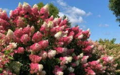 Berry White Panicle Hydrangea - 3 Gallon Pot -Cheap US Topiary Plant Store hydrangea paniculata berry white 4