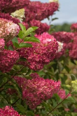 Berry White Panicle Hydrangea - 3 Gallon Pot -Cheap US Topiary Plant Store hydrangea paniculata berry white 5