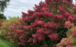 Berry White Panicle Hydrangea - 3 Gallon Pot -Cheap US Topiary Plant Store hydrangea paniculata berry white 8