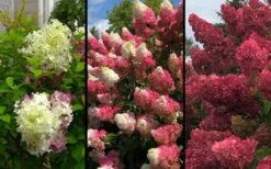 Berry White Panicle Hydrangea - 3 Gallon Pot -Cheap US Topiary Plant Store hydrangea paniculata berry white 9