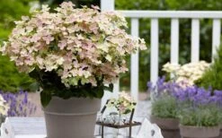 Early Evolution Hydrangea - 1 Gallon Pot -Cheap US Topiary Plant Store hydrangea paniculata early evolution 2