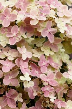 Early Evolution Hydrangea - 1 Gallon Pot -Cheap US Topiary Plant Store hydrangea paniculata early evolution 3