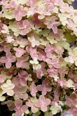 Early Evolution Hydrangea - 1 Gallon Pot -Cheap US Topiary Plant Store hydrangea paniculata early evolution 4