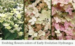 Early Evolution Hydrangea - 1 Gallon Pot -Cheap US Topiary Plant Store hydrangea paniculata early evolution 5