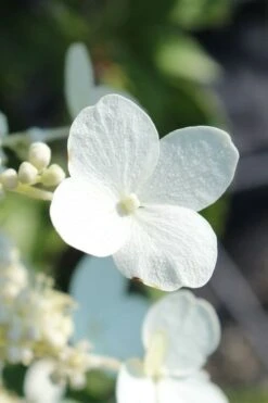 Kyushu Hydrangea - 3 Gallon Pot -Cheap US Topiary Plant Store hydrangea paniculata kyushu 23