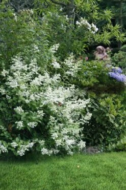 Kyushu Hydrangea - 3 Gallon Pot -Cheap US Topiary Plant Store hydrangea paniculata kyushu 9