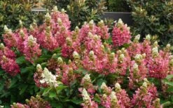 Flare Hydrangea - 3 Gallon Pot -Cheap US Topiary Plant Store hydrangea paniculata lava lamp flare 11