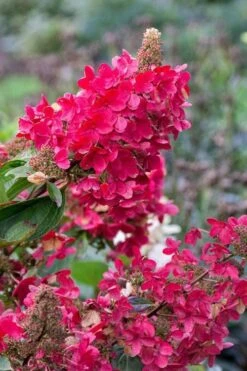 Flare Hydrangea - 3 Gallon Pot -Cheap US Topiary Plant Store hydrangea paniculata lava lamp flare 15 1