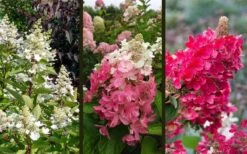 Flare Hydrangea - 3 Gallon Pot -Cheap US Topiary Plant Store hydrangea paniculata lava lamp flare 16