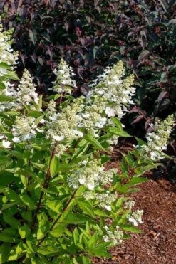 Flare Hydrangea - 3 Gallon Pot -Cheap US Topiary Plant Store hydrangea paniculata lava lamp flare 17