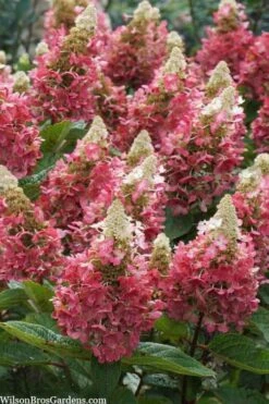 Flare Hydrangea - 3 Gallon Pot -Cheap US Topiary Plant Store hydrangea paniculata lava lamp flare 3
