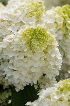 Little Hottie Hydrangea - 3 Gallon Pot 10 Little Hottie Hydrangea - 3 Gallon Pot -Cheap US Topiary Plant Store hydrangea paniculata little hottie 1