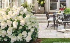 Little Hottie Hydrangea - 3 Gallon Pot 12 Little Hottie Hydrangea - 3 Gallon Pot -Cheap US Topiary Plant Store hydrangea paniculata little hottie 5