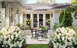 Little Hottie Hydrangea - 3 Gallon Pot 11 Little Hottie Hydrangea - 3 Gallon Pot -Cheap US Topiary Plant Store hydrangea paniculata little hottie 7