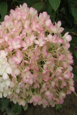 Little Hottie Hydrangea - 3 Gallon Pot 13 Little Hottie Hydrangea - 3 Gallon Pot -Cheap US Topiary Plant Store hydrangea paniculata little hottie 9