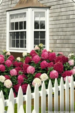 Little Lime Punch Hydrangea - 3 Gallon Pot -Cheap US Topiary Plant Store hydrangea paniculata little lime punch 2
