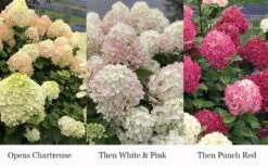 Little Lime Punch Hydrangea - 3 Gallon Pot -Cheap US Topiary Plant Store hydrangea paniculata little lime punch 3